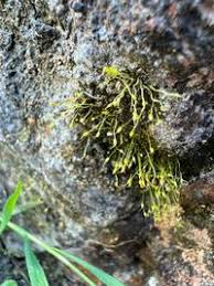 Attēlu rezultāti vaicājumam “Gyroweisia tenuis”