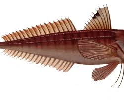 Image result for Chelidonichthys cuculus