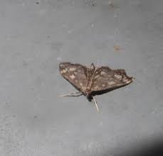 Attēlu rezultāti vaicājumam “Udea olivalis”