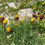 Attēlu rezultāti vaicājumam “Trifolium spadiceum flower”