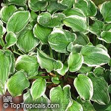 Attēlu rezultāti vaicājumam “Hosta sp. leaf”