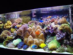 Amazing Reef Tank - The Reef Tank Gallery - 14437amazing_tank