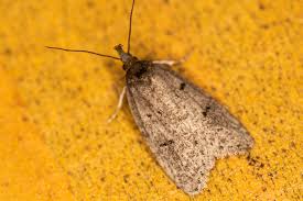 Attēlu rezultāti vaicājumam “Luquetia lobella”