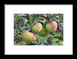 Attēlu rezultāti vaicājumam “Malus domestica fruit”