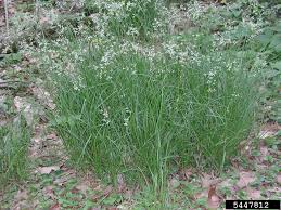 Attēlu rezultāti vaicājumam “Luzula luzuloides”