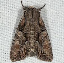 Attēlu rezultāti vaicājumam “Lacanobia contigua imago”