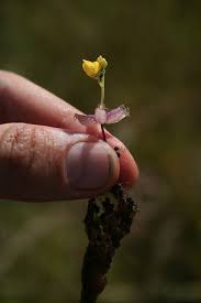 Attēlu rezultāti vaicājumam “Utricularia minor bud”