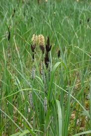 Attēlu rezultāti vaicājumam “Carex acutiformis flower”