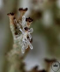 Attēlu rezultāti vaicājumam “Cladonia phyllophora”