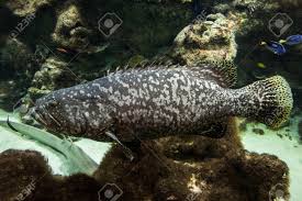 Image result for Epinephelus itajara