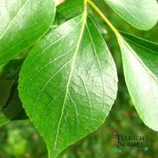 Attēlu rezultāti vaicājumam “Populus simonii”