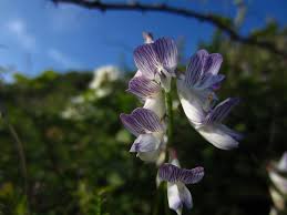 Attēlu rezultāti vaicājumam “Vicia sylvatica flower”