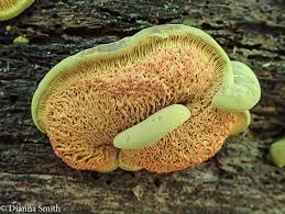 Attēlu rezultāti vaicājumam “Pseudomerulius aureus”