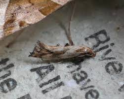 Attēlu rezultāti vaicājumam “Epermenia falciformis”