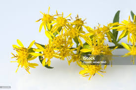Image result for Solidago virgaurea
