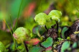 Attēlu rezultāti vaicājumam “Barbilophozia lycopodioides macro”
