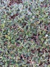 Attēlu rezultāti vaicājumam “Pilosella officinarum bud”