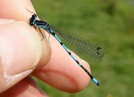 Attēlu rezultāti vaicājumam “Coenagrion pulchellum male”