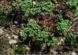Attēlu rezultāti vaicājumam “Scleranthus perennis”