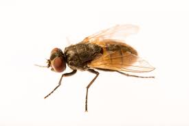 Attēlu rezultāti vaicājumam “Musca domestica”