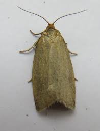 Attēlu rezultāti vaicājumam “Aphelia paleana larva”