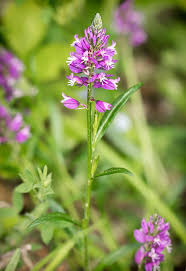 Attēlu rezultāti vaicājumam “Polygala comosa”
