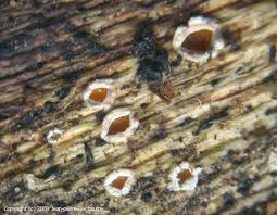 Attēlu rezultāti vaicājumam “Stictis”