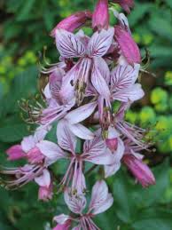 Image result for Diptam