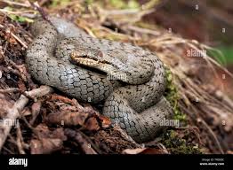 Attēlu rezultāti vaicājumam “Coronella austriaca adult”