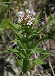 Attēlu rezultāti vaicājumam “Polemoniaceae”