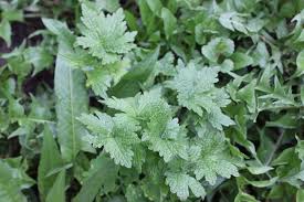 Attēlu rezultāti vaicājumam “Leonurus quinquelobatus leaf”