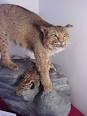 Catamount in the MREC exhibit