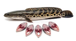 Image result for Channa argus