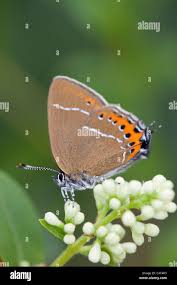 Attēlu rezultāti vaicājumam “Satyrium pruni underside”