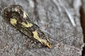 Attēlu rezultāti vaicājumam “Denisia similella”