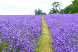 Image result for Woodmansterne Cc