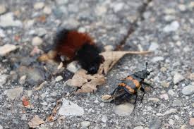 Attēlu rezultāti vaicājumam “Paracorymbia maculicornis”