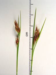 Attēlu rezultāti vaicājumam “Rhynchospora fusca”