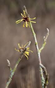 Attēlu rezultāti vaicājumam “Hamamelis mollis flower”