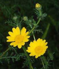 Image result for Anthemis tinctoria