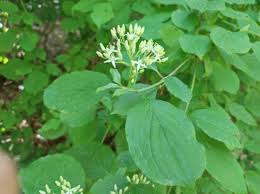 Attēlu rezultāti vaicājumam “Cornus sanguinea”