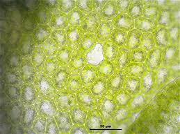 Attēlu rezultāti vaicājumam “Lejeunea cavifolia”