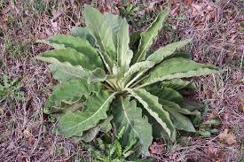 Image result for Verbascum phlomoides