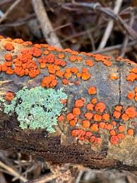 Attēlu rezultāti vaicājumam “Peniophora rufa”