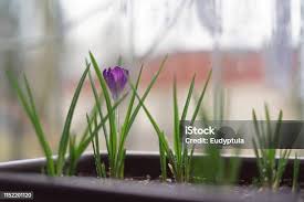 Attēlu rezultāti vaicājumam “Crocus tommasinianus flower”