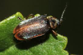 Attēlu rezultāti vaicājumam “Galerucella nymphaeae”