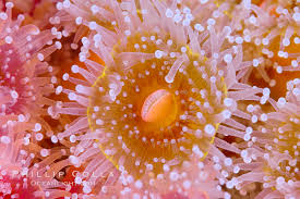 ผลการค้นหารูปภาพสำหรับ strawberry anemone