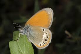 Attēlu rezultāti vaicājumam “Coenonympha glycerion underside”