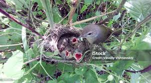 Attēlu rezultāti vaicājumam “Sylvia borin nest”