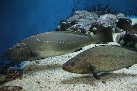 Image result for Argyrosomus regius